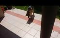 Όταν ο σκύλος είδε τη σκιά του... [video]