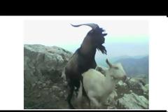 Ήρθε το Traquila σε Κρητική version: Θα κλάψετε...Ακούστε το!