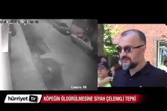 ΣΟΚΑΡΙΣΤΙΚΟ: Κλωτσάει μέχρι θανάτου αδέσποτο σκύλο... [video]