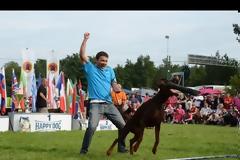 Μεγάλη Ελληνική Διάκριση με τον Wild Wine of Kraft Hill στο International Doberman Club (IDC) Show στη Σλοβακία!
