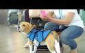 Φοβερό! Ο Σκύλος του αεροδρομίου που βρίσκει τα χαμένα αντικείμενα και τα επιστρέφει στους νόμιμους ιδιοκτήτες [photos + video]