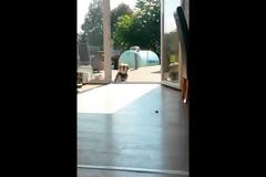 Πολύ γέλιο: Ο σκύλος και η… αόρατη πόρτα! [video]