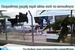 Τα πλάνα της θλίψης: Μετανάστες στη Λέσβο κοιμούνται κάτω από αυτοκίνητα για να αποφύγουν τη βροχή [video]
