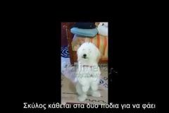 Απίστευτο; Ο σκύλος από την Τρίπολη που κάθεται στα δύο του πόδια όταν ... [video]