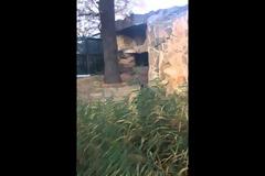 Τα πήρε ο γορίλας! Τουρίστες τον τραβούσαν βίντεο και δείτε τις τους έκανε! [Video]