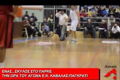 Το βίντεο της ημέρας: Ένας σκύλος...στο παρκέ! [video]