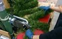 Δε θα το πιστεύετε: Δείτε πως φτιάχνονται τα Χριστουγεννιάτικα δέντρα... [video]
