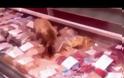 Γάτα με ακριβά γούστα έφαγε ψάρια βιτρίνας αξίας...[video]