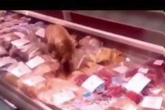 Γάτα με ακριβά γούστα έφαγε ψάρια βιτρίνας αξίας...[video]