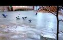 Περιστέρια κάνουν... πατινάζ στον πάγο [video]
