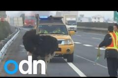 Στρουθοκάμηλος προκάλεσε απίστευτο χάος σε λεωφόρο [video]