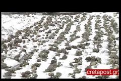 Μαγευτικές εικόνες στο χιονισμένο Λασίθι – Προβλήματα από το χιονιά