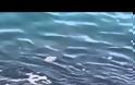 Δείτε τι εντόπισαν ψαράδες στο Ζύγι - Αν ήταν καλοκαίρι θα δημιουργούσε πανικό! [video]