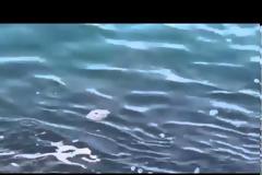 Δείτε τι εντόπισαν ψαράδες στο Ζύγι - Αν ήταν καλοκαίρι θα δημιουργούσε πανικό! [video]