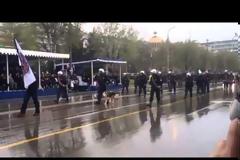 Ο σκύλος που έκλεψε τα βλέμματα στην παρέλαση της Θεσσαλονίκης - O κόσμος τον χειροκροτούσε  [video]