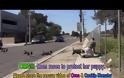 Πήγαν να περιθάλψουν ένα αδέσποτο κουτάβι. Δεν υπολόγισαν όμως την μαμά του… [video]