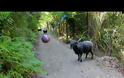 Έβαλε μια μπάλα και μια κάμερα στο δάσος και δείτε πιο ζώο πήγε κι έπαιξε [video]