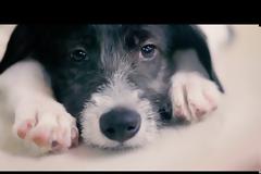 Αξίζει να το δεις! Ένα pet shop αντικατέστησε, μυστικά, τα ζώα προς πώληση με αδέσποτα και δείτε τι έγινε! [video]