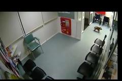 Κοάλα εισβάλλει στην αίθουσα αναμονής νοσοκομείου [video]