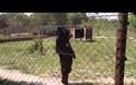 Viral: Η αρκούδα που περπατάει σαν άνθρωπος και έχει τρελάνει το διαδίκτυο! [Video]