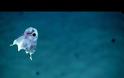 ΜΑΓΙΚΟ: Το άγνωστο οικοσύστημα του βυθού σε λίγα λεπτά... [video]