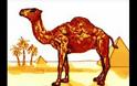 Αλήθεια, τι κρύβει η καμήλα στα τσιγάρα Camel; [video]