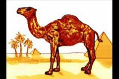 Αλήθεια, τι κρύβει η καμήλα στα τσιγάρα Camel; [video]