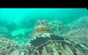 ΜΑΓΙΚΟ: Τοποθέτησαν μια GoPro κάμερα σε μια θαλάσσια χελώνα και κατέγραψε μαγευτικά πράγματα...