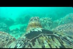 ΜΑΓΙΚΟ: Τοποθέτησαν μια GoPro κάμερα σε μια θαλάσσια χελώνα και κατέγραψε μαγευτικά πράγματα...