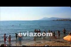 Ψάρι ΤΕΡΑΣ έκανε την εμφάνισή του σε παραλία της Χαλκίδας! Το βίντεο που σοκάρει...