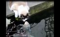 Ο γάτος αυτός δίνει φιλάκια σε… ψάρια [video]