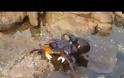 Απίστευτη επίθεση από χταπόδι σε...καβούρι! Δείτε τι συμβαίνει... [video]