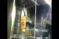 Βίντεο που ΣΟΚΑΡΕΙ: Πανικός σε ψησταριά: Ποντικός χορεύει πάνω στον γύρο