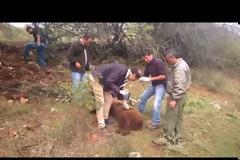 Έσωσαν την αρκούδα που παγιδεύτηκε σε θηλιά των κυνηγών στην Σιάτιστα Κοζάνης [video]