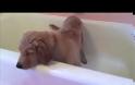 Αυτό το Golden Retriever κουτάβι κάνει μπάνιο… μόνο του [video]
