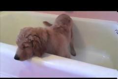 Αυτό το Golden Retriever κουτάβι κάνει μπάνιο… μόνο του [video]