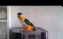 Ήθελε να μάθει στον παπαγάλο του να μιλάει - Το αποτέλεσμα τον άφησε άφωνο... [video]