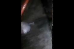 Πέταξε 4 κουτάβια ζωντανά στον κάδο αφού τα έβαλε σε κουτί και τα έκλεισε σε σακούλα! [video]