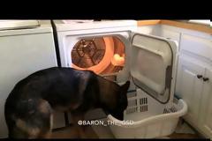 Μην πάρετε ποτέ αυτόν τον σκύλο δώρο στην γυναίκα σας! Σίγουρα θα σας διώξει από το σπίτι χωρίς δεύτερη σκέψη! [video]