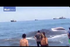 Συντονισμένη επιχείρηση διάσωσης φάλαινας στη Χιλή