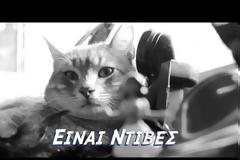 Oι υπέροχες γάτες της Ζέη στο all about cats