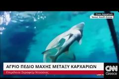 Καρχαρίες... κανίβαλοι σε ζωολογικό πάρκο της Σεούλ [video]