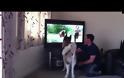 Σκύλος προσπαθεί να πηδήξει στην τηλεόραση για να σώσει αγόρι από αρκούδα [video]