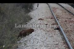 Λαμία: Τρένο διέλυσε κοπάδι με πρόβατα [Προσοχή ΣΚΛΗΡΕΣ ΕΙΚΟΝΕΣ]