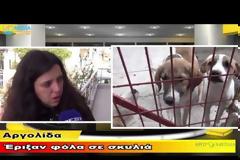 Σοκάρει το περιστατικό δηλητηρίασης σκύλων στους Μύλους [video]