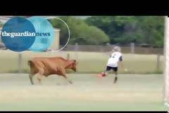Βίντεο: Ταύρος εισέβαλε σε γήπεδο που έπαιζαν παιδιά!