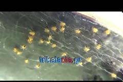 Καταπληκτικό - Νεογέννητα Αραχνάκια στη φωλιά τους από ιστό [video]
