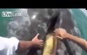 Τουρίστες χαϊδεύουν φάλαινα και βάζουν το χέρι στο στόμα της