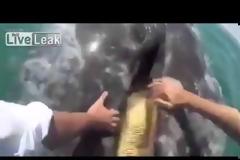 Τουρίστες χαϊδεύουν φάλαινα και βάζουν το χέρι στο στόμα της