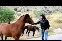 Παραλίγο ατύχημα με άλογα κατά την Λιτανεία της εικόνας του Αγίου Ιωάννη του θεολόγου στο Ναύπλιο [photo+video]